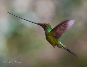 Sword billed Hummingbird