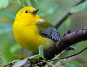 birds01.jpg