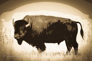 bison-2.jpg
